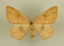 eikenoogspanner, Cyclophora porata, museum.jpg
